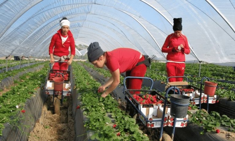 العمل في مزارع الفراولة في إسبانيا وكندا 37 دولار يوميا